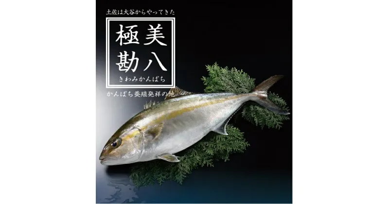 【ふるさと納税】 カンパチ 勘八 1節 セット 高級 魚 極美勘八 産地直送 刺身 ぶりしゃぶ 照り焼き 刺し身 高知県 須崎市