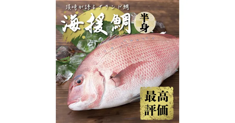 【ふるさと納税】 鯛 タイ 刺身 片身 鮮魚 日本最高峰評価のマダイ ブランド 海援鯛 魚 産地直送 高知県 須崎市