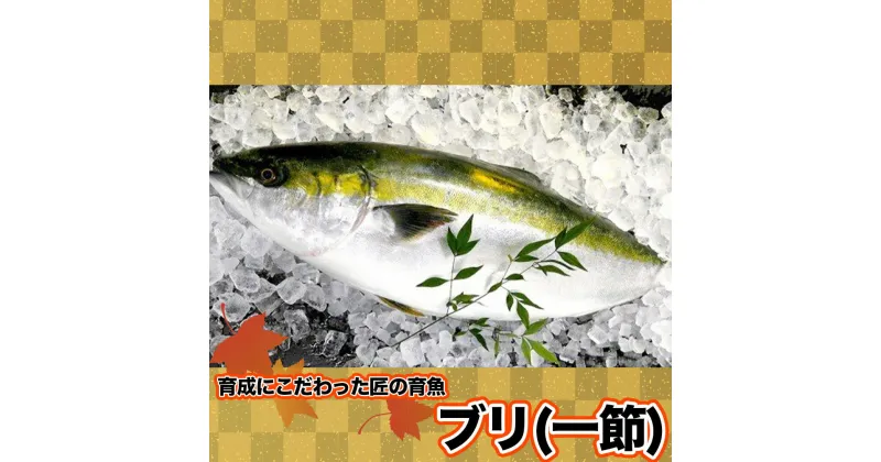 【ふるさと納税】 ブリ 1節 (約5人前) 薬味 醤油付き セット