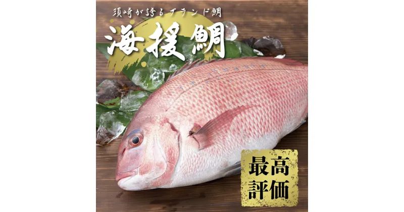 【ふるさと納税】 鯛 タイ 刺身 まるごと 1匹分 鮮魚 日本最高峰評価のマダイ ブランド 海援鯛 魚 産地直送 高知県 須崎市