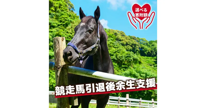 【ふるさと納税】 競走馬 支援 黒潮友馬会応援 特典 ポストカード 高知県 須崎市 競馬 サラブレッド