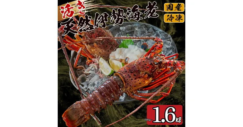 【ふるさと納税】 活き 伊勢海老 選べる 容量 600g 800g 1.6kg 以上 吉岡 ( 1尾 ～ 8尾 サイズ混合 えび エビ いせえび 高級 鮮魚 イセエビ 海鮮 魚介 刺身 焼き物 汁物 ギフト 贈答 贈り物 祝い 歳暮 中元 高知 天然 海の幸 高知県 須崎市 )