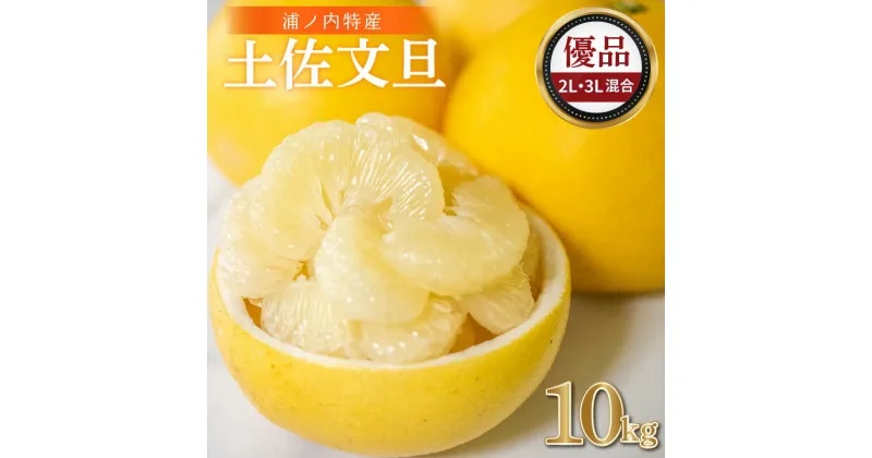 【ふるさと納税】 浦ノ内特産 土佐文旦 10kg 優品 2L ・ 3L 混合 | みかん 蜜柑 柑橘 文旦 大玉 10キロ 明神果樹園 人気 ランキング 数量限定 期間限定 高知県 須崎市 MKJ006_x