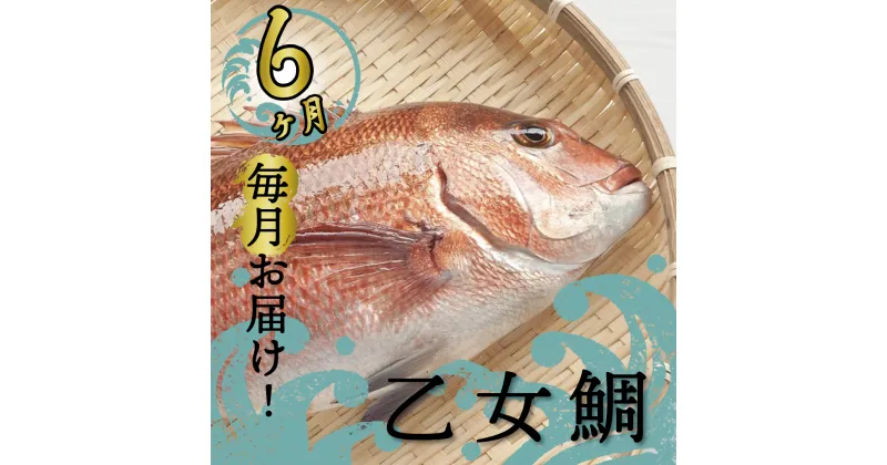 【ふるさと納税】 定期便 魚 6回 タイ 鯛 1匹分 刺身用半身 皮付き半身 頭付き ブランド 乙女鯛 鮮魚 刺身 鯛めし 高知県 須崎市人気 ランキング 食品 お楽しみ バラエティ おすすめ 6ヶ月 魚介類 魚 さかな