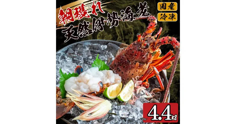 【ふるさと納税】 訳あり 朝獲れ 伊勢海老 350g ～ 450g 規格外 わけあり 急速 冷凍 産地直送 須崎 高知 海鮮 魚介類 お正月 お祝い イセエビ