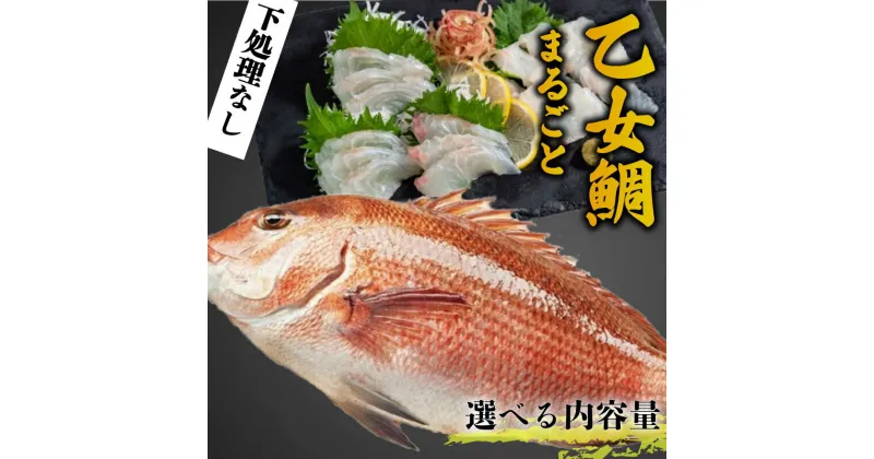 【ふるさと納税】 タイ 鯛 900g～1kg 2.0kg～2.5kg まるごと 1匹 2匹 魚 鮮魚 真鯛 マダイ ブランド 乙女鯛 刺身 新鮮 鯛めし 煮付け 汁 味噌汁 高知県 須崎市