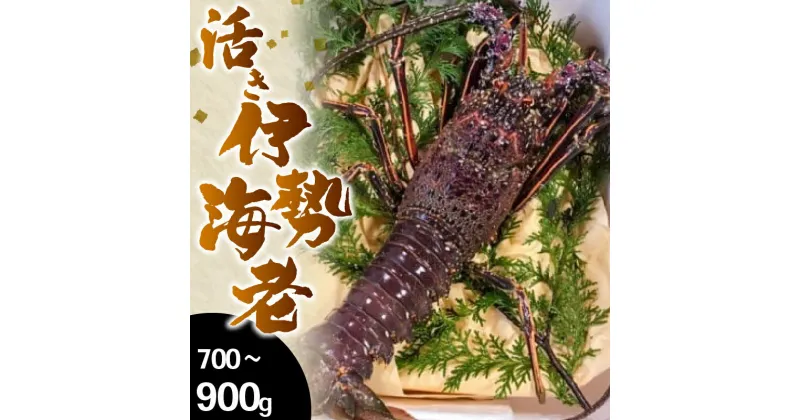 【ふるさと納税】 活き 伊勢海老 高知県産 700g～900g えび エビ いせえび 高級 鮮魚 イセエビ 海鮮 魚介 刺身 焼き物 汁物 ギフト 贈答 贈り物 祝い 歳暮 中元 高知 天然 海の幸 高知県 須崎市