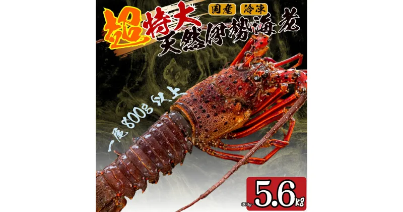 【ふるさと納税】 超特大 伊勢海老 選べる 容量 800g ～ 5.6kg 以上 1尾 ～ 7尾 冷凍 ( 超特大サイズ 急速冷凍 えび エビ 高級 鮮魚 海鮮 魚介 刺身 焼き物 汁物 ギフト 贈答 贈り物 祝い 歳暮 中元 )