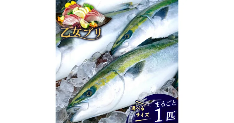 【ふるさと納税】 ぶり 1本 3〜4kg 4～5kg 丸ごと 一本 ブランド 極みブリ 冷蔵 ブリ しゃぶ 高知県 須崎市 須崎市 鰤