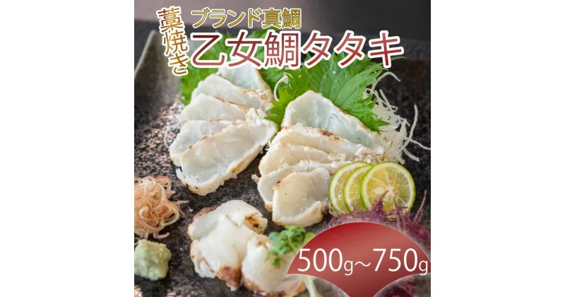 【ふるさと納税】 ブランド 真鯛 乙女鯛 藁焼き タタキ 1尾分 真鯛 500g 550g 750g 加工 たたき たれ タレ ポン酢 柵 マダイ 冷凍 鯛 たい タイ 高級魚 鮮魚 魚介 魚 海鮮 産地直送 高知県 須崎市