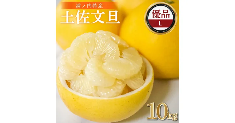 【ふるさと納税】 浦ノ内特産 土佐文旦 10kg 優品 Lサイズ | みかん 蜜柑 柑橘 文旦 10キロ 明神果樹園 人気 ランキング 数量限定 期間限定 高知県 須崎市 MKJ005_xx