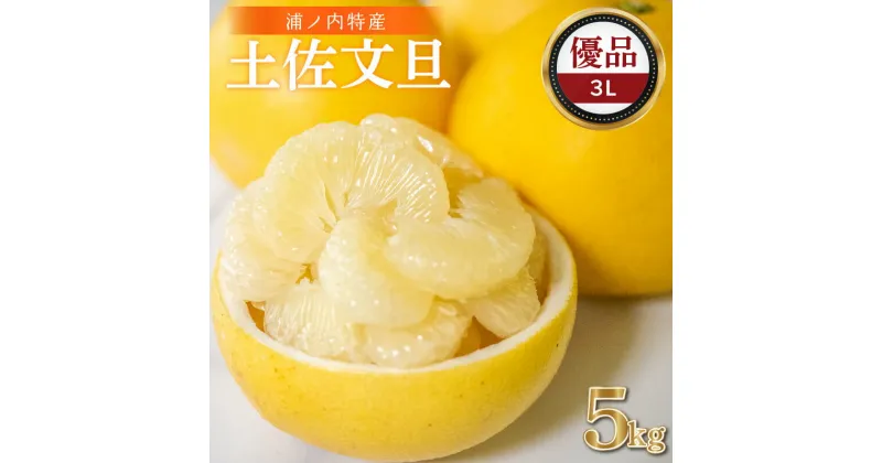 【ふるさと納税】 浦ノ内特産 土佐文旦 5kg 優品 3L サイズ | みかん 蜜柑 柑橘 文旦 大玉 5キロ 明神果樹園 人気 ランキング 数量限定 期間限定 高知県 須崎市 MKJ007_xx