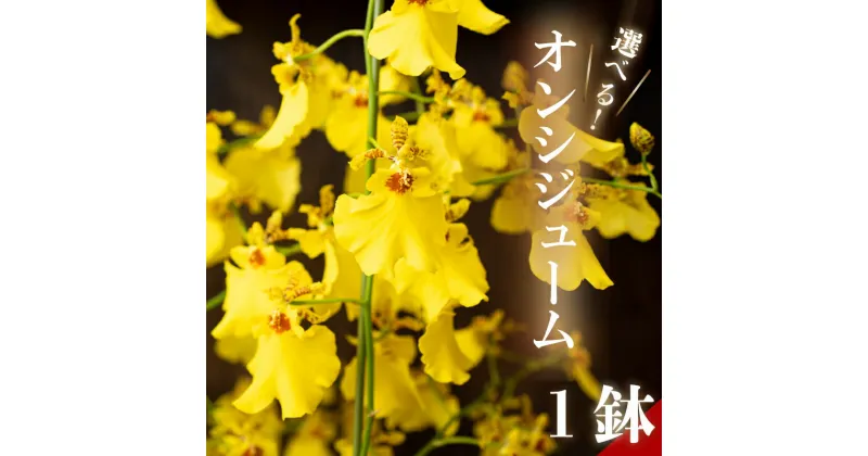 【ふるさと納税】 【12月から発送】オンシジューム ( アロハ・イワナガ ) 1鉢 M~2L お花 花 はな フラワー インテリア 鑑賞 洋ラン 鉢 栽培 園芸 ガーデニング 初心者向け 早期予約