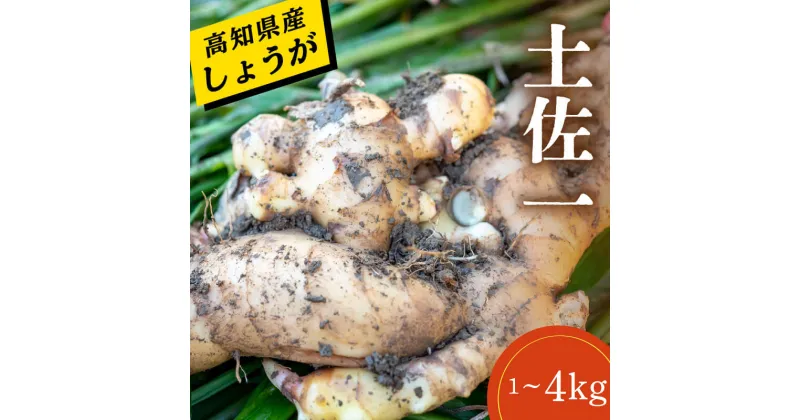 【ふるさと納税】 【早期予約 12月より順次発送】 高知県産 しょうが 「 土佐一 」 野菜 薬味 生姜 大容量 人気 先行予約 高知 須崎 高知県 須崎市 1~4kg HNT018