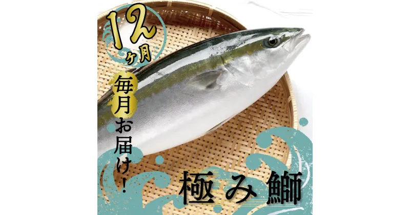 【ふるさと納税】 ブリ 定期便 12回 12ヶ月 1年間 新鮮 ブランド 鰤 ぶり 神経締め 冷蔵 産地直送 鮮魚 切り身 お刺身 乙女ブリ 極みブリ しゃぶしゃぶ 照り焼き 正月 お歳暮 お中元 年末 送料無料 高知県 須崎市