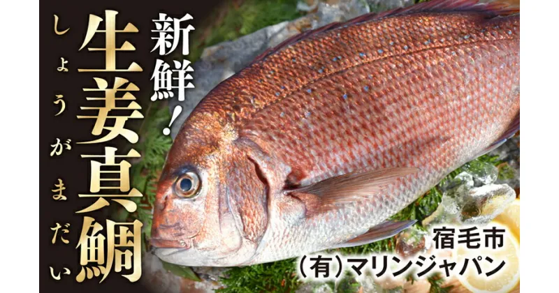 【ふるさと納税】高知産の生姜を食べて育った、新鮮絶品の「生姜真鯛」一尾（鮮魚）