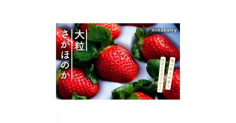 【ふるさと納税】大粒さがほのか　いちご 苺 予約 大粒 イチゴ 贈答 冷蔵 朝採れ