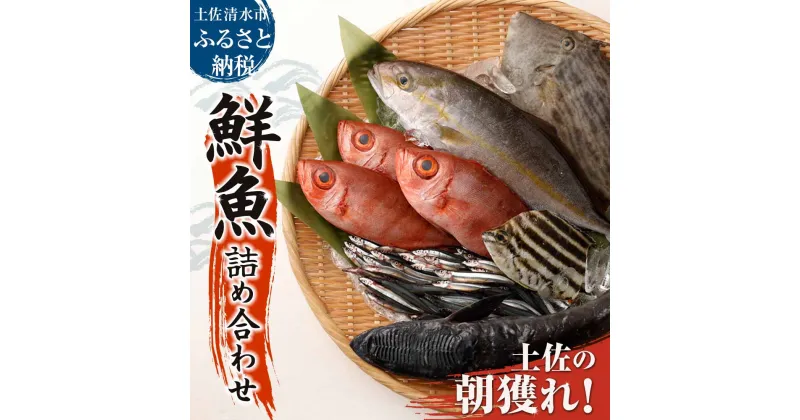 【ふるさと納税】旬の朝獲れ鮮魚詰め合わせ【以布利定置網　漁師直送】朝獲れ 鮮魚ボックス 旬 鮮魚 3～4人分 魚介 海鮮 魚 さかな せんぎょ サバ タイ アジ 鮮魚セット 詰め合わせ おまかせ お任せ 故郷納税 高知県 土佐清水市 送料無料 高知【S00818】