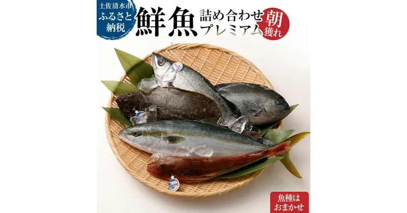 【ふるさと納税】旬の朝獲れ鮮魚詰め合わせ（プレミアム）【以布利定置網　漁師直送】朝獲れ 鮮魚ボックス 旬 鮮魚 魚介 海鮮 魚 さかな せんぎょ 鮮魚セット 詰め合わせ おまかせ お任せ 故郷納税 高知県 土佐清水市 送料無料 高知【S00819】