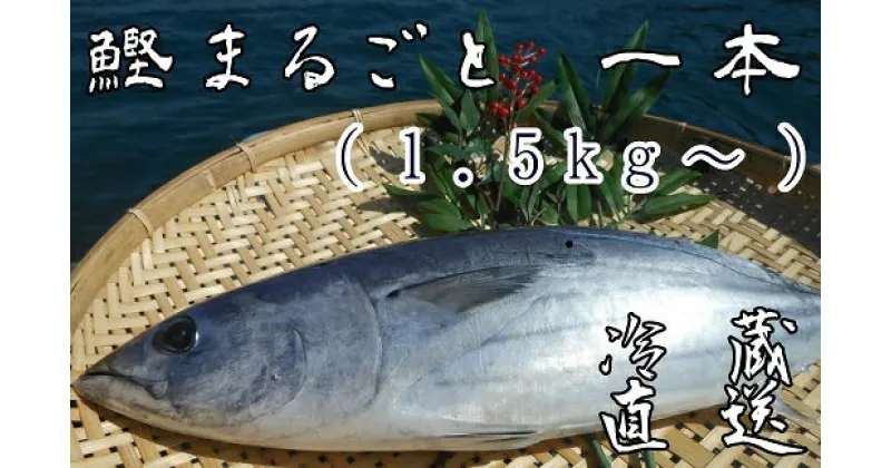 【ふるさと納税】本場高知のカツオ まるごと1本（1.5kg～）※着日指定不可※鮮魚 鰹のたたき 刺身 お刺身 カツオ かつお 丸ごと 1本 1匹 1尾 鮮魚 新鮮 刺し身 お造り 煮魚 直送便 産地直送 高知県 高知 土佐清水市 ふるさとのうぜい 故郷納税【R00832】