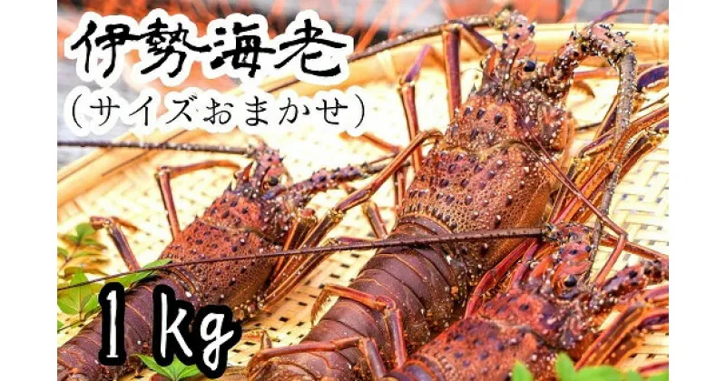 【先行予約】【ふるさと納税】伊勢海老1kg（サイズおまかせ高知県産）※着日指定不可※エビ 甲殻類 海鮮BBQ アウトドア キャンプ お祝い えび 伊勢えび イセエビ 刺身 お刺身 鍋 お味噌汁 グラタン 海鮮 魚介類 海の幸 故郷納税 高知県 土佐清水市 送料無料 高知【R00638】