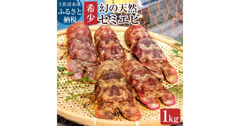 【ふるさと納税】先行予約　幻の天然セミエビ1kg（サイズおまかせ）※着日指定不可※漁師のごちそうをお届け！甲殻類 海老 海鮮BBQ えび エビ せみえび 冷蔵 配送 賞味期限が短い 新鮮 美味しい 希少 高級食材 故郷納税 ふるさとのうぜい 返礼品 土佐清水市 高知【R00678】