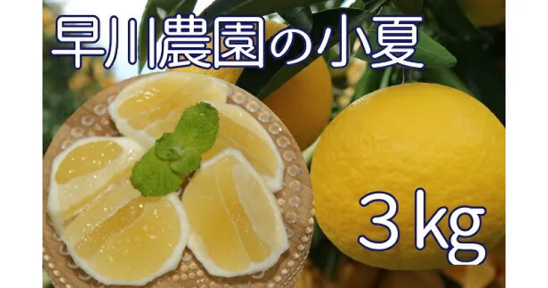 【ふるさと納税】先行予約 早川農園の足摺小夏（3kg） 日向夏 みかん ミカン 果物 果実 柑橘 フルーツ こなつ ニューサマーオレンジ コナツ おやつ デザート おいしい 美味しい ギフト 贈答 国産 高知県 高知 土佐清水 故郷納税 ふるさとのうぜい 返礼品【R00191】