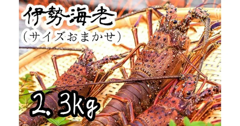 【先行予約】【ふるさと納税】伊勢海老2.3kg（サイズおまかせ高知県産）※着日指定不可※エビ 甲殻類 海鮮BBQ アウトドア キャンプ お祝い 【R00724】