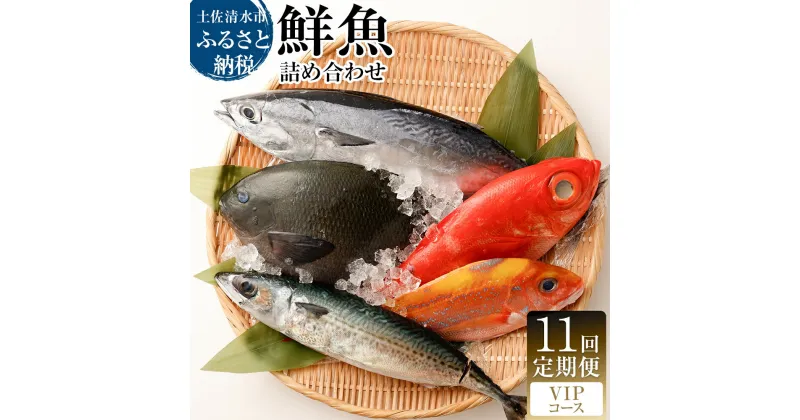 【ふるさと納税】＜11回定期便＞ 季節の鮮魚 おまかせお楽しみセット （VIPコース） 天然魚 食べ比べ 魚介類 海鮮料理 魚 鮮魚 新鮮 刺身 お刺身 煮付け ふるさと納税 お楽しみ 定期便 定期コース 11ヶ月 ふるさとのうぜい 故郷納税 返礼品 高知 土佐清水市 【J00056】