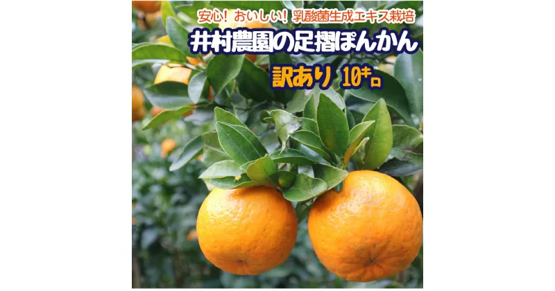 【ふるさと納税】 先行予約＜訳あり＞井村農園の足摺ぽんかん（10kg）デコポンの親 みかん 柑橘 果物 果実 ミカン ポンカン フルーツ おやつ デザート 10キロ 美味しい 国産 送料無料 高知 高知県 ギフト ふるさとのうぜい 故郷納税 返礼品【R01134】