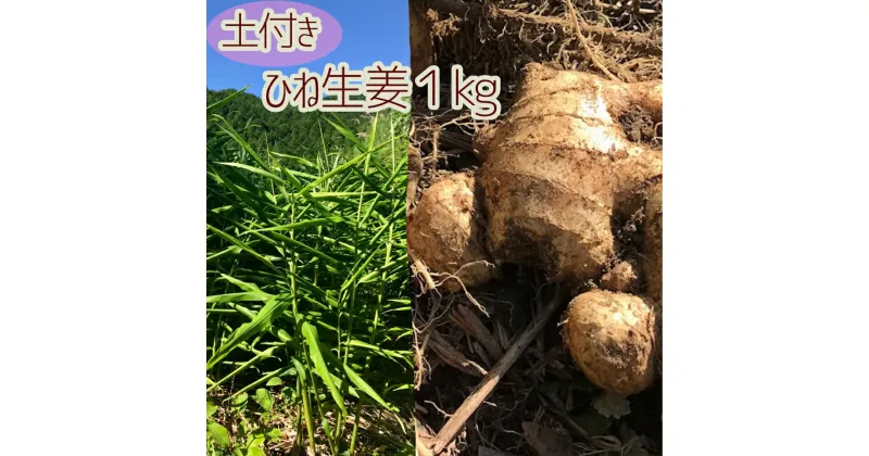 【ふるさと納税】『先行予約』自然農 ひね生姜1kg（自然のままの土付き）親生姜 皮まで食べられる 甘酢漬け ガリ ショウガ【R00218】