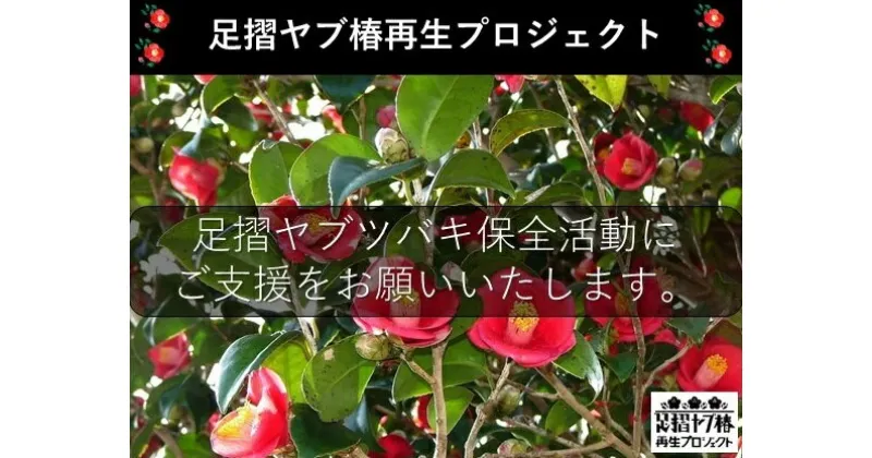 【ふるさと納税】【記念苗木付き】足摺ヤブ椿再生プロジェクトへの支援・応援 先行予約 自然保護 椿 つばき ツバキ 藪椿 ヤブツバキ クラウドファンディング 募金 苗木 植木 花木 常緑樹 高木 植物 自然 高知県 高知 土佐清水 故郷納税 ふるさとのうぜい 返礼品【R00080】