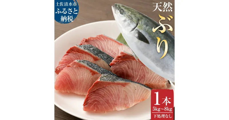 【ふるさと納税】先行販売 土佐清水産天然ぶり まるごと1本（5kg～8kg）下処理なし（内臓除去無し）【令和7年3月以降発送※着日指定不可※】鮮魚 鰤 ブリ ぶり大根 刺身 お刺身 ぶりしゃぶ 天然 故郷納税 高知県 土佐清水市 送料無料 高知【R00873】