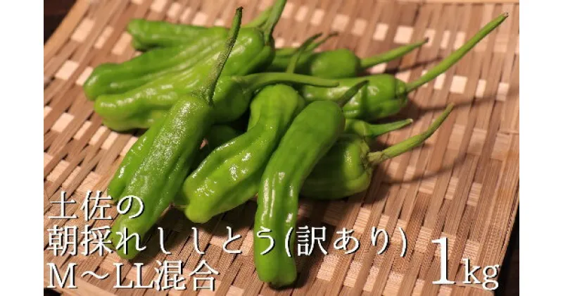 【ふるさと納税】【訳あり】土佐のししとう1kg（サイズ混合）野菜炒め 天ぷら 夏野菜 【R00046】