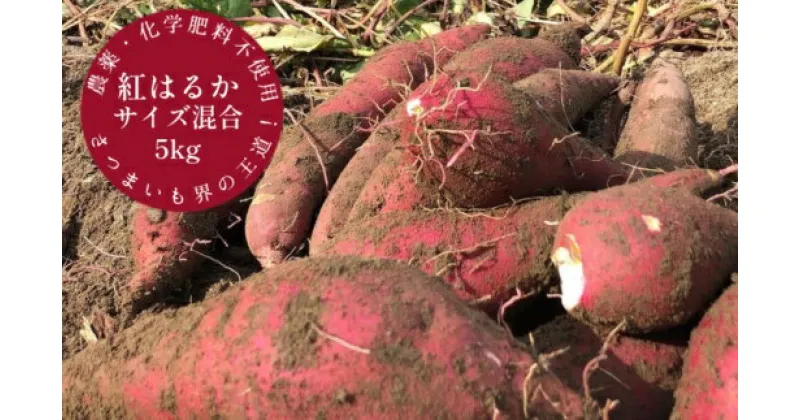 【ふるさと納税】先行予約 12月上旬～ サツマイモ（紅はるか）5kg 栽培期間中 農薬化学肥料不使用（洗い）【R00163】