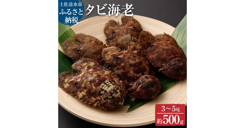 【ふるさと納税】天然タビ海老（ゾウリエビ）約500g（3～5尾入り）サイズおまかせ 贈答可 タビエビ セミエビ科 ゾウリ海老 ウチワ 海老 えび 天然 お刺身 刺身 お味噌汁 パスタ 濃厚 甘い 故郷納税 高知県 土佐清水市 送料無料 高知【R01249】