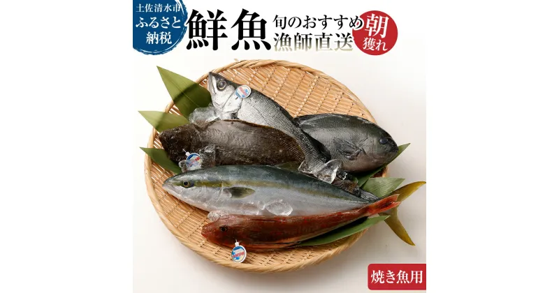 【ふるさと納税】旬の朝獲れ鮮魚（焼き魚用）漁師おすすめセット【以布利定置網　漁師直送】朝獲れ 鮮魚ボックス 旬 焼き魚 焼魚 鮮魚 魚介 海鮮 魚 さかな せんぎょ 鮮魚セット 詰め合わせ おまかせ お任せ 故郷納税 高知県 土佐清水市 送料無料 高知【S00821】