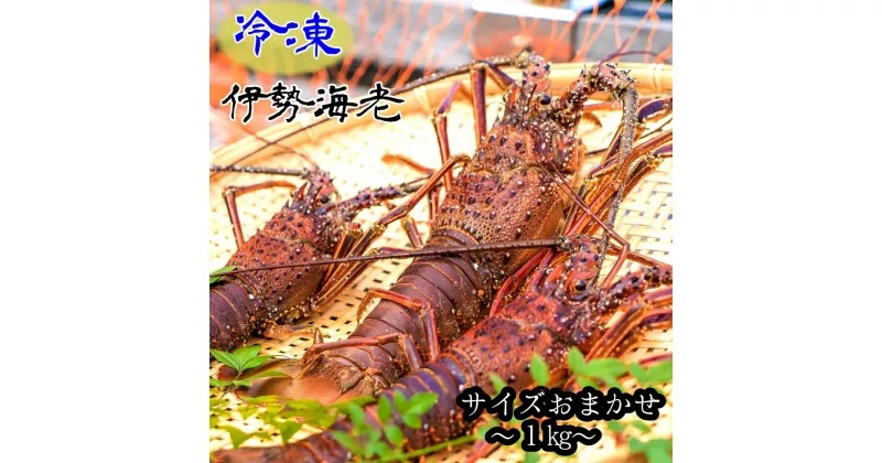 【先行予約】【ふるさと納税】冷凍伊勢海老1kg（サイズおまかせ）エビ 甲殻類 海鮮BBQ アウトドア キャンプ お祝い 送料無料 えび エビ 伊勢えび イセエビ 刺身 お刺身 鍋 お味噌汁 冷凍配送 海鮮 魚介類 海の幸 故郷納税 高知県 土佐清水市 送料無料 高知【R00640】