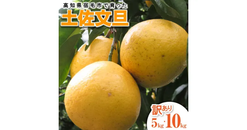 【ふるさと納税】【訳あり】先行予約 太陽の恵みをいっぱい受けて育った土佐文旦 家庭用 5kg 10kg 5キロ 10キロ L～2L 柑橘 フルーツ ミカン みかん 蜜柑 ぶんたん ブンタン 果物 くだもの 果汁 おやつ デザート 甘い 故郷納税 高知県 土佐清水市 送料無料 高知【R01135】