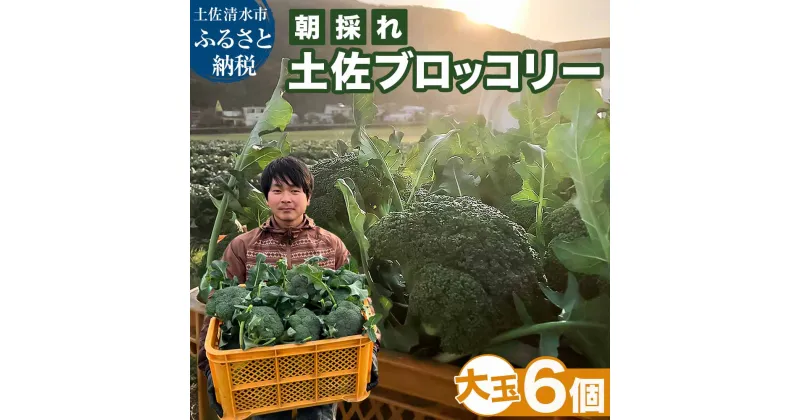 【ふるさと納税】朝採り 土佐のブロッコリー 大玉6個 1.5~1.8kg 農家のオススメ専用レシピ付き やさい 野菜 栄養 タンパク質 健康 ビタミンC おいしい 美味しい おかず お弁当 サラダ 料理 冷蔵 配送 国産 高知県 高知 土佐清水 故郷納税 ふるさとのうぜい【R01210】