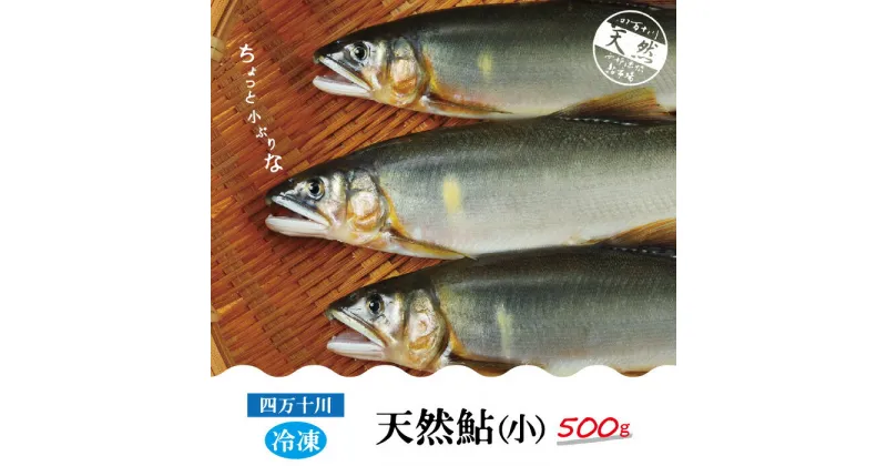 【ふるさと納税】R5-775．四万十川の天然鮎(小)500g(約6～9匹) 高知 四万十市 四万十 しまんと 四万十川 川魚 鮎 天然 香魚 生魚 お取り寄せ 天然鮎 焼き鮎 あゆ アユ