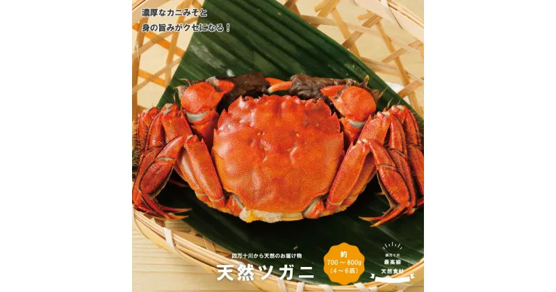 【ふるさと納税】24-030．最高級天然食材！四万十川の天然ツガニ 約700g～800g（4～6匹）高知 四万十市 四万十 しまんと 四万十川 川 鮎 天然 かに カニ つがに ツガニ モクズガニ 天然ツガニ お取り寄せ カニ味噌 国産 送料無料