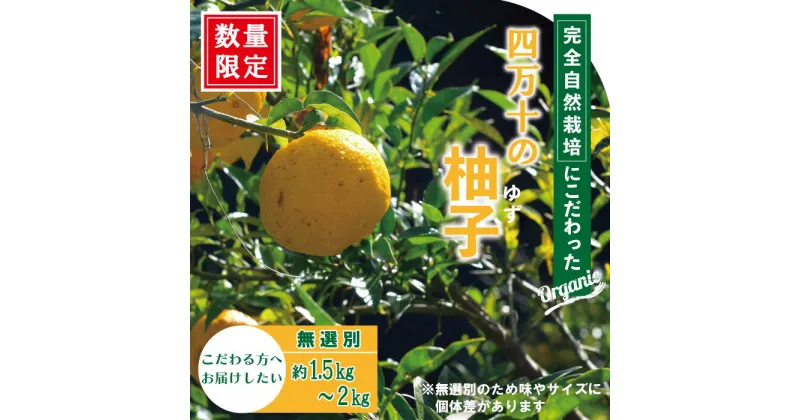 【ふるさと納税】R5-918．【早期受付・期間限定】栽培期間中農薬・化学肥料不使用！四万十の柚子 約1.5～2kg 8～15個 先行 予約 限定 国産 高知 フレッシュ ゆず ユズ 柚子 柑橘 果物 フルーツ 四万十 しまんと お取り寄せ 送料無料【発送時期：2024年11月初旬～下旬まで】