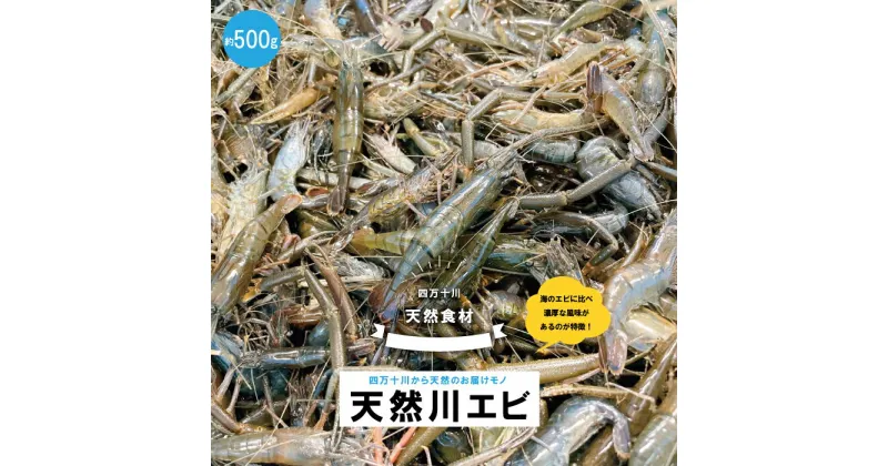 【ふるさと納税】24-480．天然食材！四万十川の天然川エビ 約500g 国産 高知 四万十市 四万十 しまんと 四万十川 川 天然 えび エビ 川エビ 海老 バーベキュー BBQ キャンプ 手長エビ テナガエビ 濃厚 旬 送料無料 お取り寄せ