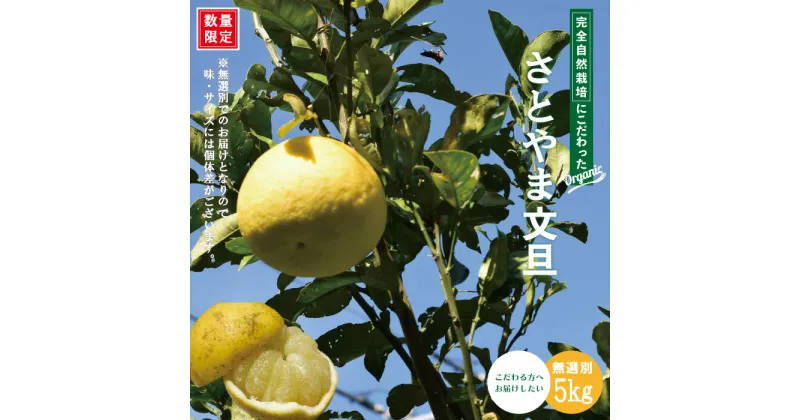 【ふるさと納税】24-505．【早期受付・期間限定・数量限定】しまんと流域　栽培期間中農薬・化学肥料不使用！さとやま 文旦 5kg 無選別 ご当地 フルーツ 果物 ぶんたん 無農薬 高知 四万十 しまんと 産地直送 自然 自然栽培 限定 予約 【2025年2月下旬～3月下旬配送】