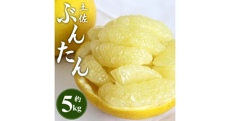 【ふるさと納税】【先行予約】土佐文旦 約5kg (2L〜4Lサイズ) – 期間 数量限定 果物 くだもの フルーツ 柑橘類 果実 ぶんたん ブンタン 美味しい フレッシュ ジューシー 果汁 間城農園 5キロ ザボン ボンタン お取り寄せ とりよせ 特産品 贈答 高知県 香南市【常温】ms-0065