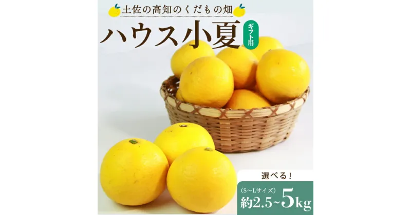 【ふるさと納税】【先行予約】【選べる】ハウス小夏 約2.5kg/約5kg（ギフト用）- 日向夏 ニューサマーオレンジ 柑橘 果物 フルーツ こなつ おいしい 国産 贈答用 お礼 御礼 感謝 果汁 甘い フレッシュ 国産 送料無料 土佐の高知のくだもの畑 高知県 香南市【常温】Rkd-0024