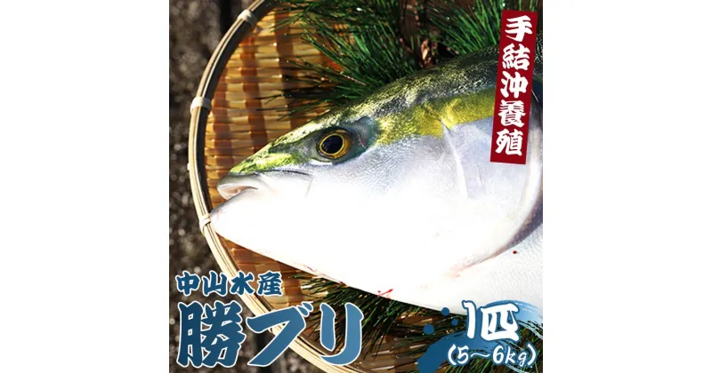 【ふるさと納税】【期間限定】手結沖養殖「勝ブリ」1匹（約5kg～6kg）- 魚 ぶり 鰤 寒ブリ 海鮮 鮮魚 魚介類 海の幸 ギフト 贈答 お祝い 御祝 贅沢 お刺身 煮物 焼き魚 照り焼き たたき おかず 1本 キロ 産地直送 のし対応可 送料無料 中山水産 高知県 香南市【冷蔵】ny-0003