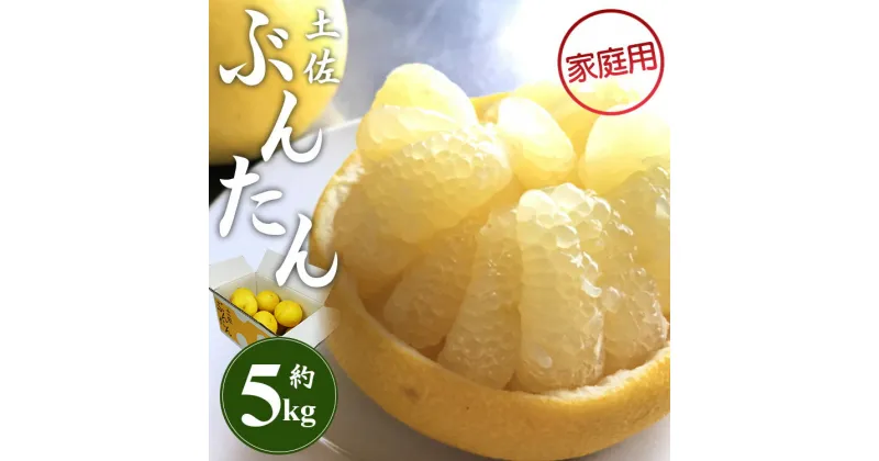 【ふるさと納税】【先行予約】訳あり 土佐文旦 約5kg (家庭用 2L〜4Lサイズ) – 期間限定 柑橘類 果物 くだもの フルーツ ぶんたん ブンタン おいしい 美味しい ジューシー 果実 果汁 ほろ苦い ご自宅用 ぷりぷり 送料無料 間城農園 高知県 香南市【常温】ms-0039