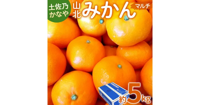 【ふるさと納税】【数量限定】土佐乃かなや マルチ 山北みかん 約5kg – 送料無料 フルーツ 果物 くだもの 温州みかん ミカン 柑橘 甘い おいしい 旬 季節限定 かなや農園 合同会社Benifare 国産 特産品 お歳暮 御歳暮 高知県 香南市【常温】be-0017